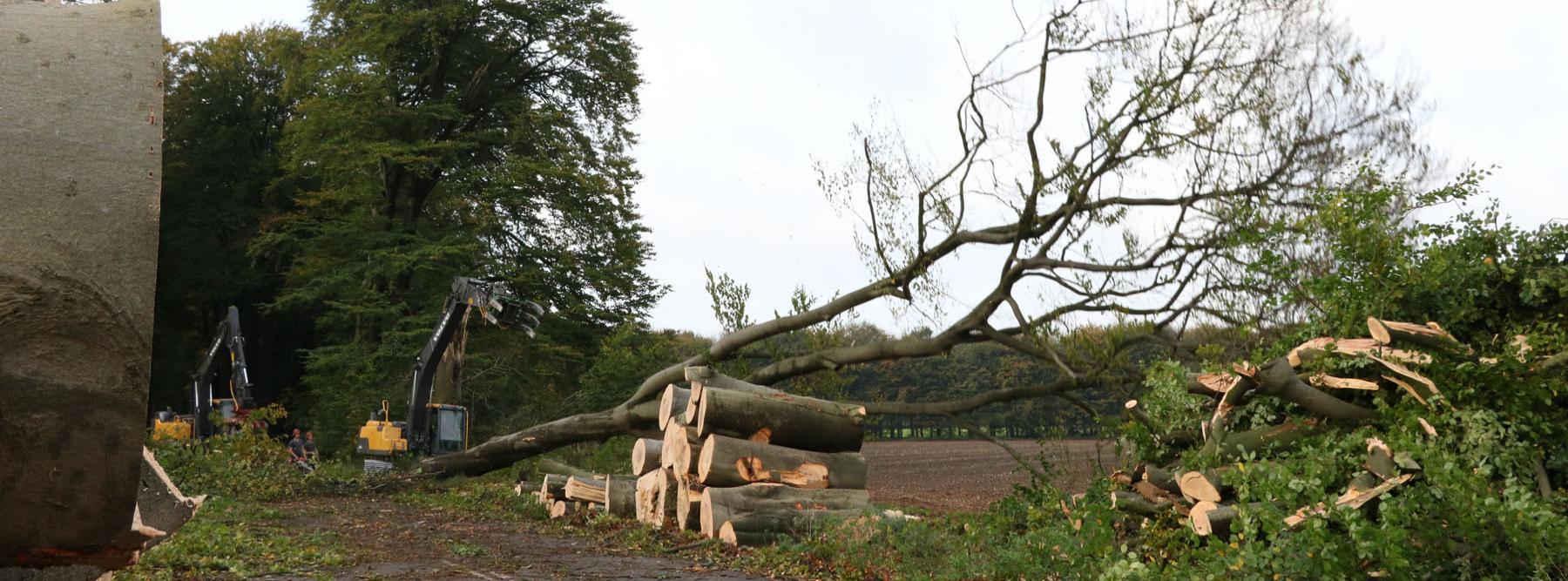 banner Vervanging laanbomen Schelmseweg